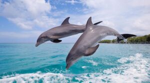 Dolphin Spotting in Goa: Witness Majestic Marine Life